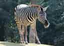 動物図鑑・グラントシマウマの写真 7